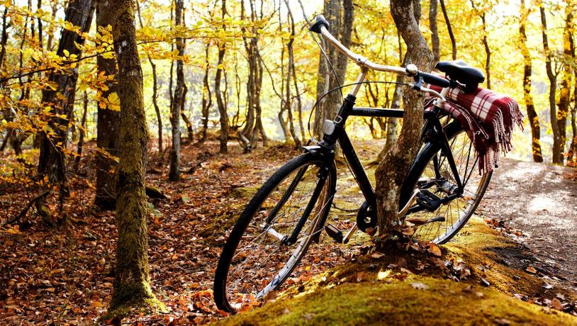 Nordjylland - Cykel i skov