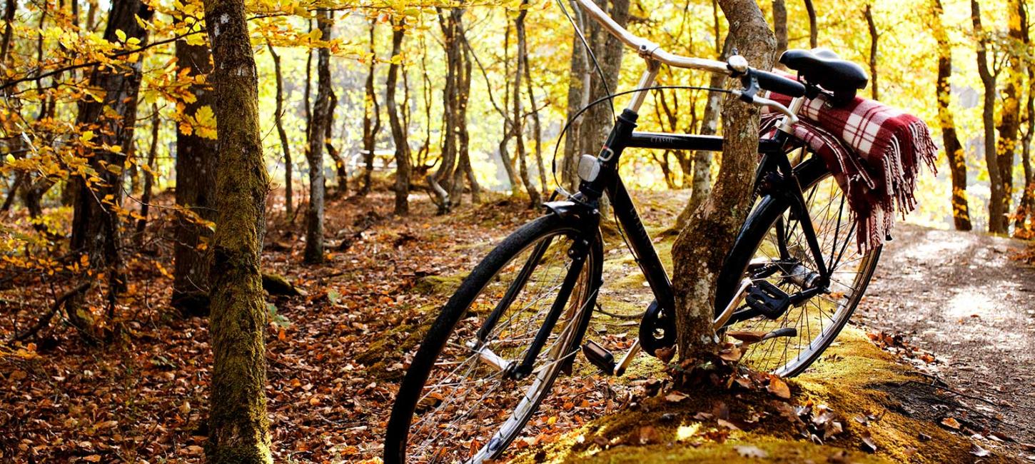 Nordjylland - Cykel i skov